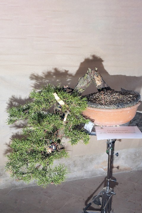 Pino Mugo - Ass. Trentina Bonsai