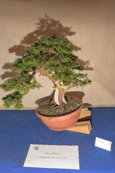 Ginepro Cinese - Larentis Luca